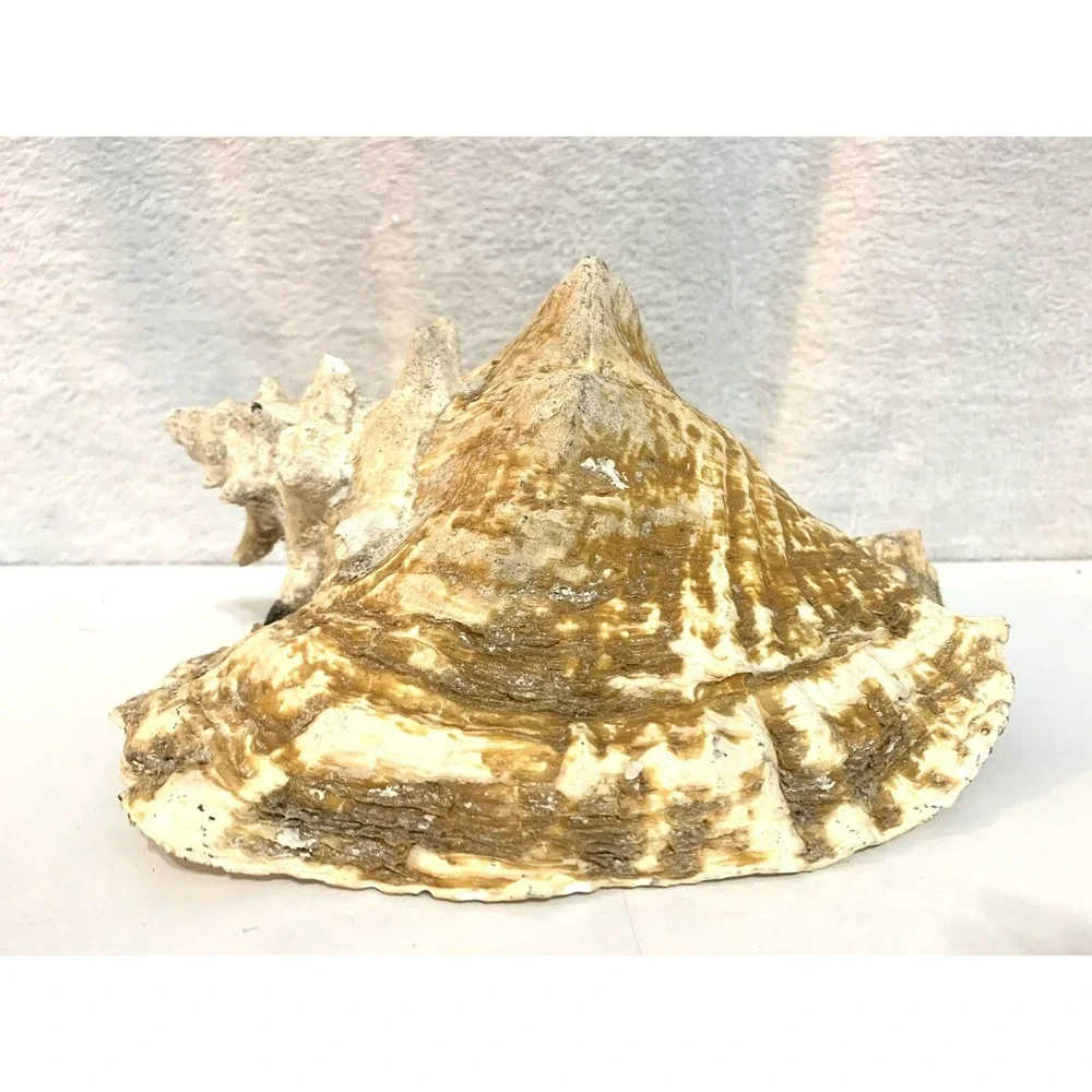 Large Queen Conch Shell Pink Horned Seashell 9